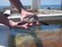 , Cayo Largo del Sur