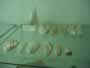 , Florencia